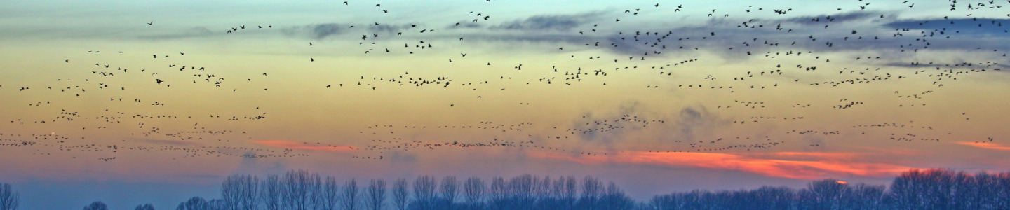 Aménagement : la trame arc-en-ciel à la rescousse de la biodiversité 